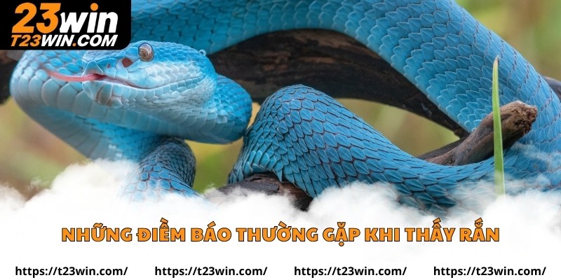 Những điềm báo thường gặp khi thấy rắn